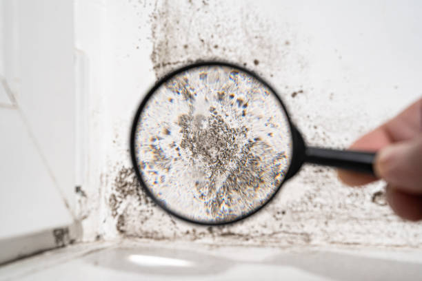 Best Commercial Mold Inspection  in Way, NE